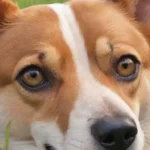 Ojos vivos de perro con textura suave